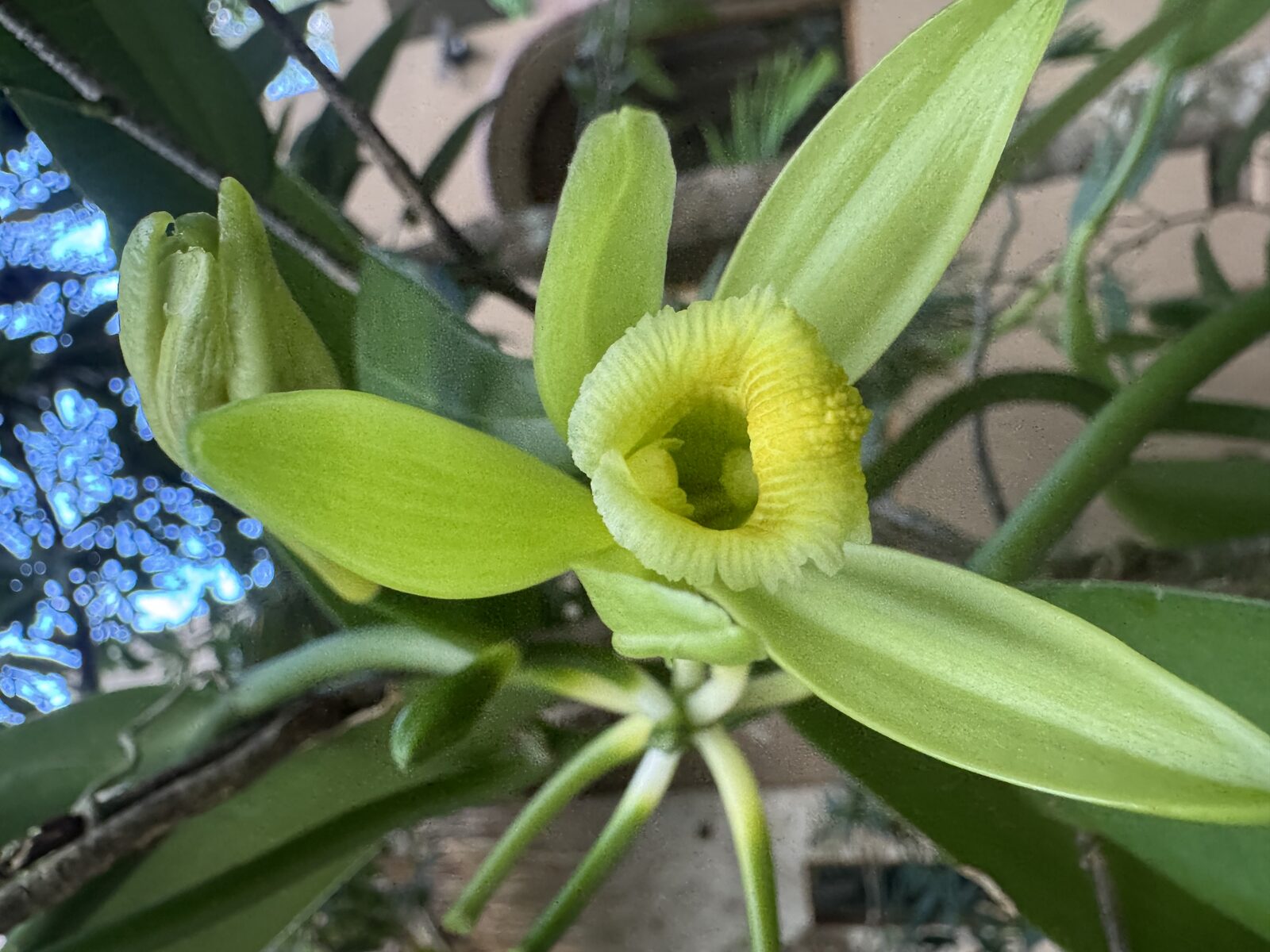 Vanilla orchid